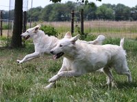 Puppys van Bliss040622-0104